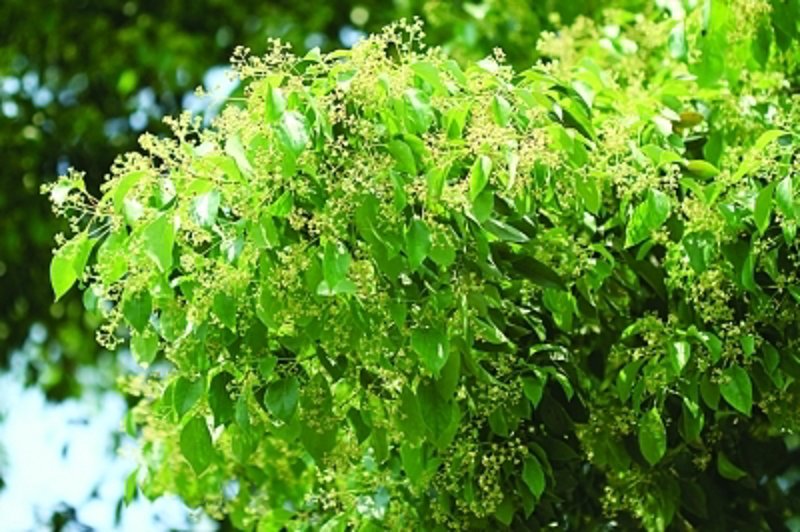 信阳苗木：城市的绿意与希望