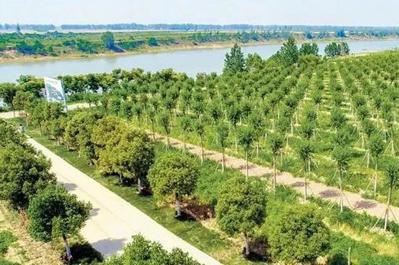 选购桂花树，为家营造书香之味