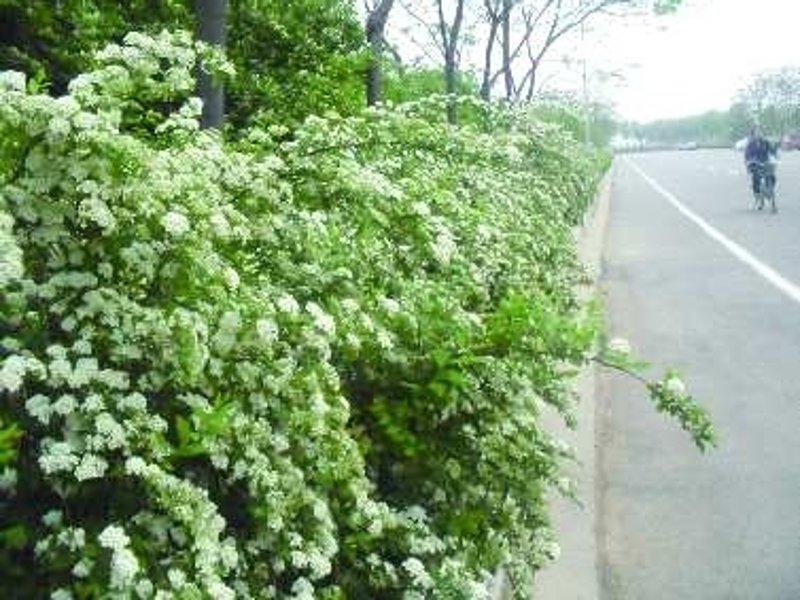 选购苗木种植的技巧与注意事项