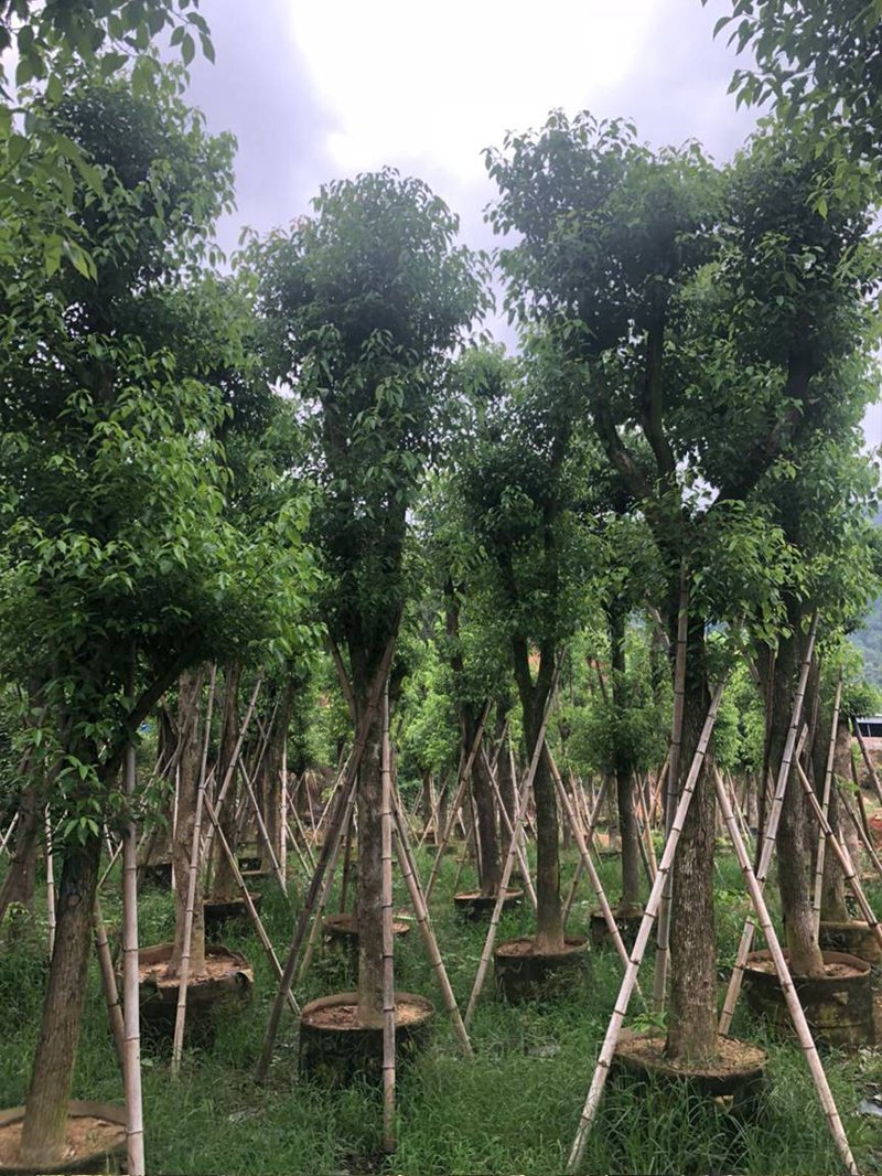 绿满城市：绿化工程的现状与发展